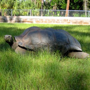 ALDABRA BREEDER