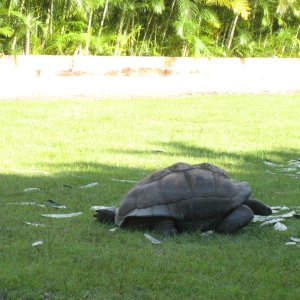 ALDABRA BREEDER