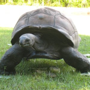 ALDABRA BREEDER