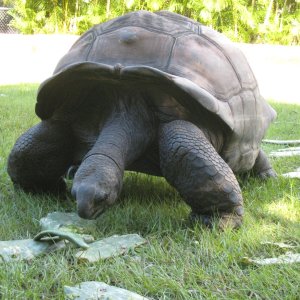 ALDABRA BREEDER