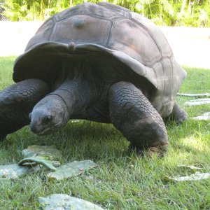 ALDABRA BREEDER