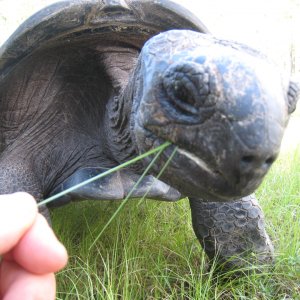 ALDABRA BREEDER