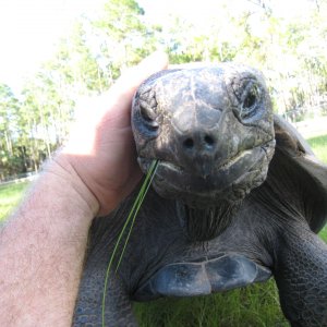ALDABRA BREEDER