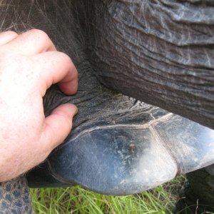 ALDABRA BREEDER