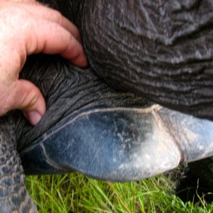 ALDABRA BREEDER