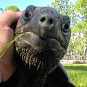 ALDABRA BREEDER