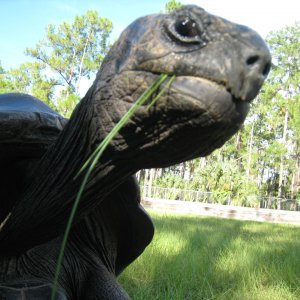 ALDABRA BREEDER