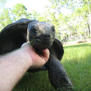 ALDABRA BREEDER