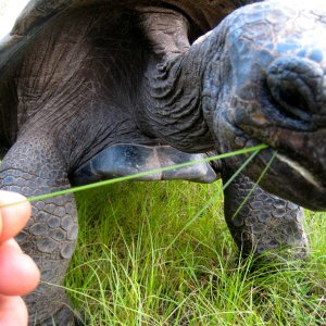 ALDABRA BREEDER