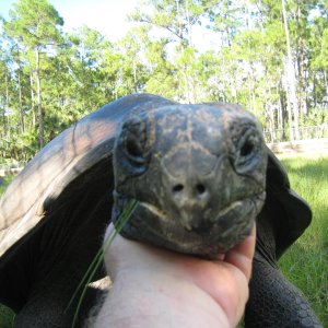 ALDABRA BREEDER