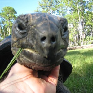 ALDABRA BREEDER
