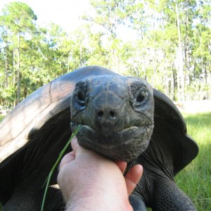 ALDABRA BREEDER