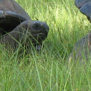 ALDABRA BREEDER