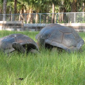 ALDABRA BREEDER