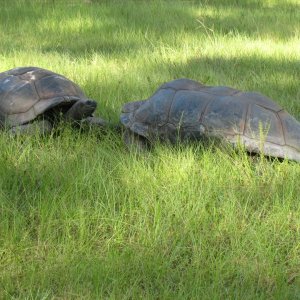 ALDABRA BREEDER