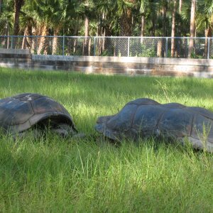 ALDABRA BREEDER