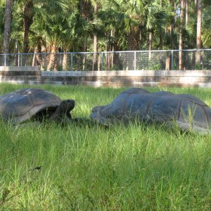 ALDABRA BREEDER