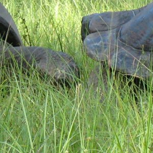 ALDABRA BREEDER