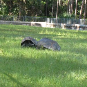 ALDABRA BREEDER