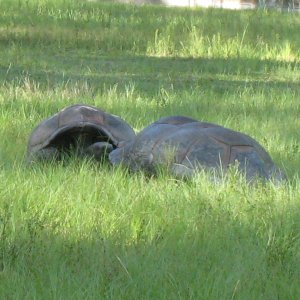 ALDABRA BREEDER