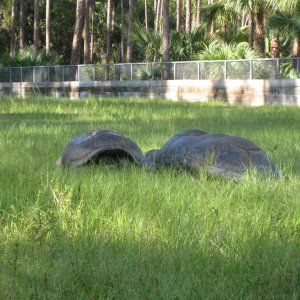 ALDABRA BREEDER