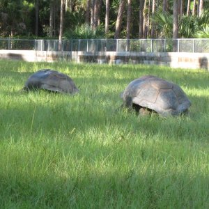 ALDABRA BREEDER