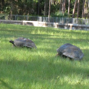 ALDABRA BREEDER