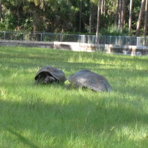 ALDABRA BREEDER