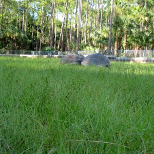 ALDABRA BREEDER