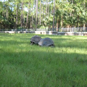 ALDABRA BREEDER