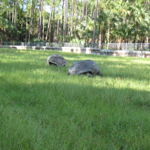 ALDABRA BREEDER