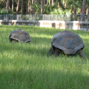 ALDABRA BREEDER
