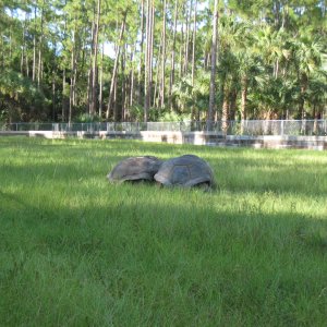 ALDABRA BREEDER