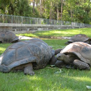 ALDABRA BREEDER