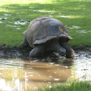 ALDABRA BREEDER
