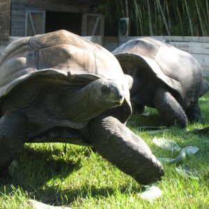 ALDABRA BREEDER