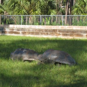 ALDABRA BREEDER