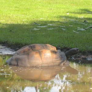 ALDABRA BREEDER