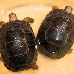 ALDABRA BREEDER