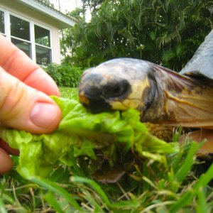 ALDABRA BREEDER