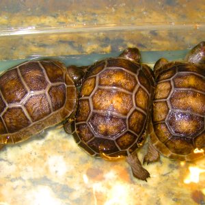 ALDABRA BREEDER