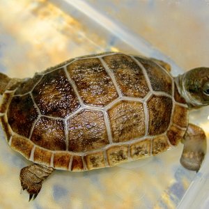 ALDABRA BREEDER