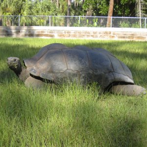 ALDABRA BREEDER