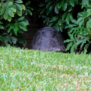 ALDABRA BREEDER