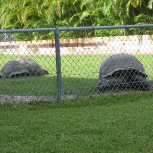 ALDABRA BREEDER