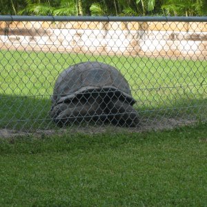ALDABRA BREEDER
