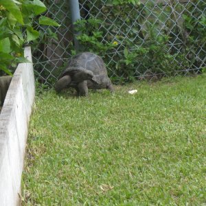 ALDABRA BREEDER