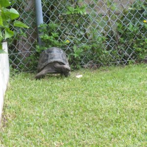 ALDABRA BREEDER