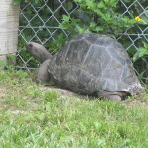 ALDABRA BREEDER