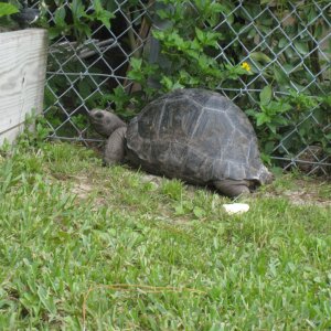 ALDABRA BREEDER